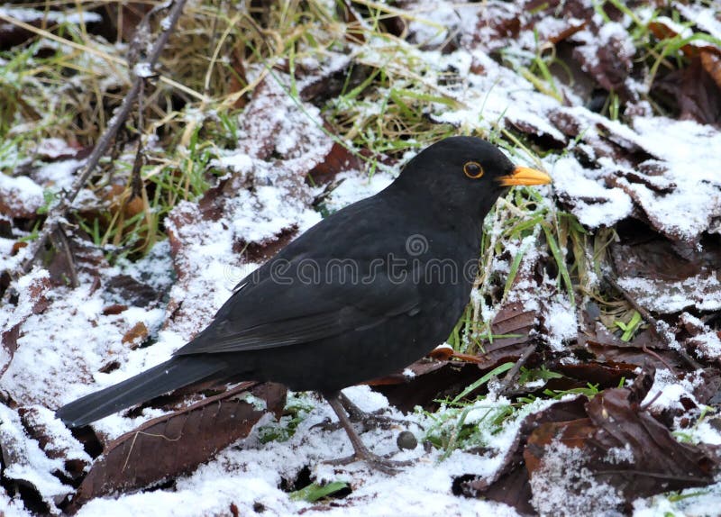 Pássaro negro macho na neve