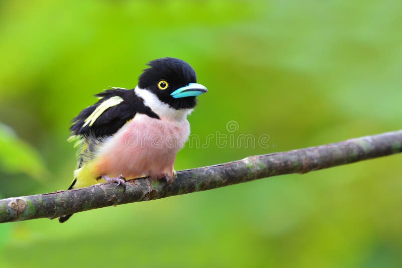 Pássaro Preto-e-amarelo de Broadbill imagem de stock Pássaro Preto-e-amarelo de Broadbill imagem de stock
