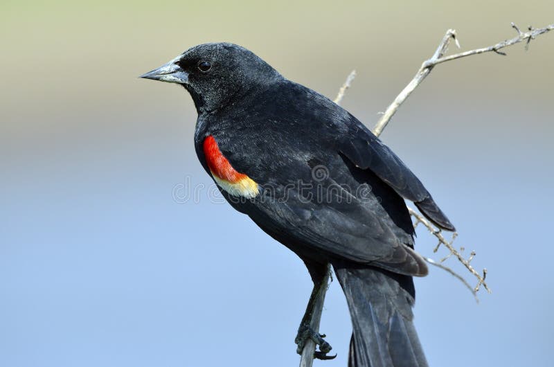 Melro-preto-de-ombro-vermelho fotografia de stock