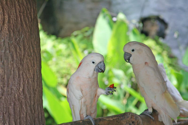 Pássaro que come, cacatua com crista dos salmões, moluccensis do Cacatua fotos de stock Pássaro que come, cacatua com crista dos salmões, moluccensis do Cacatua fotos de stock