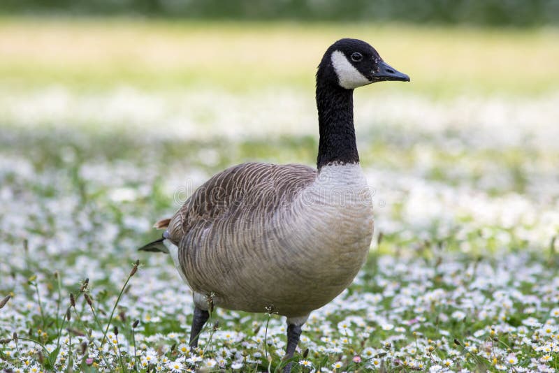 Pássaro selvagem do ganso de Canadá em um prado espalhado margarida do verão imagens de stock