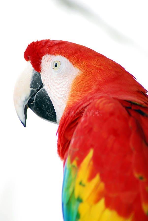Pássaro vermelho do Macaw foto de stock Pássaro vermelho do Macaw foto de stock