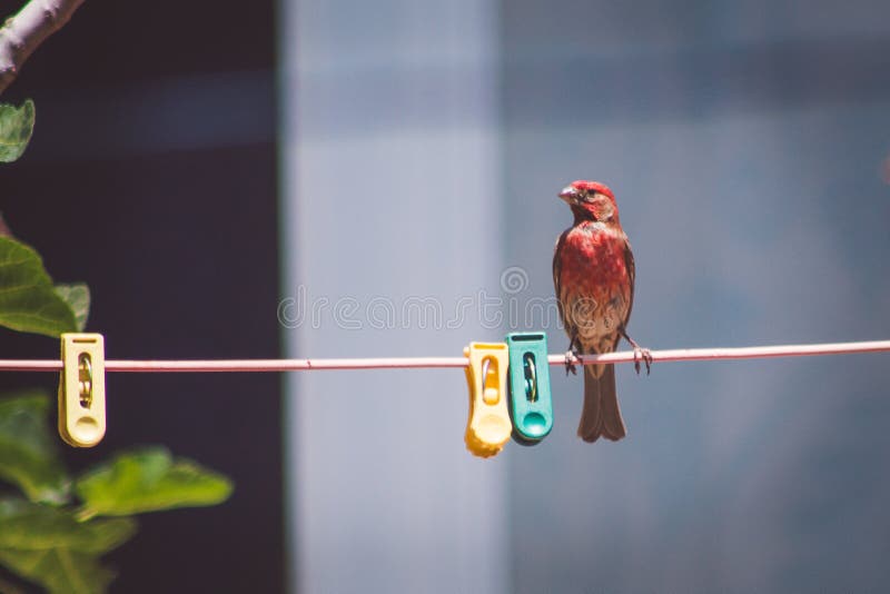 Pássaro vermelho na corda imagem de stock Pássaro vermelho na corda imagem de stock