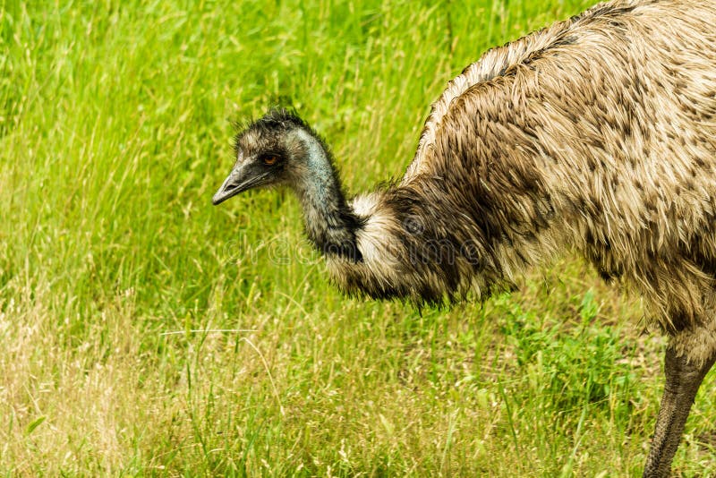 Pássaro voador imponente de penas com a emu australiana