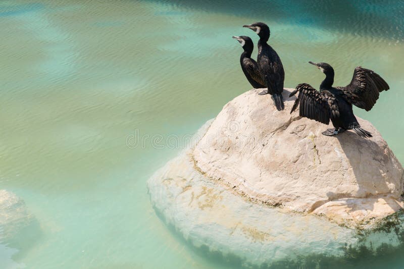 Pássaros aquáticos em uma rocha imagens de stock Pássaros aquáticos em uma rocha imagens de stock