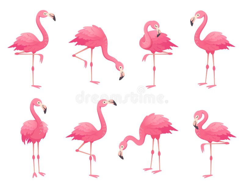Pássaros cor-de-rosa exóticos dos flamingos O flamingo com penas cor-de-rosa está em um pé Vetor rosado dos desenhos animados do ilustração stock