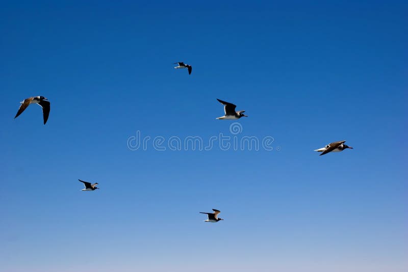 Pássaros de vôo imagem de stock royalty free Pássaros de vôo imagem de stock royalty free