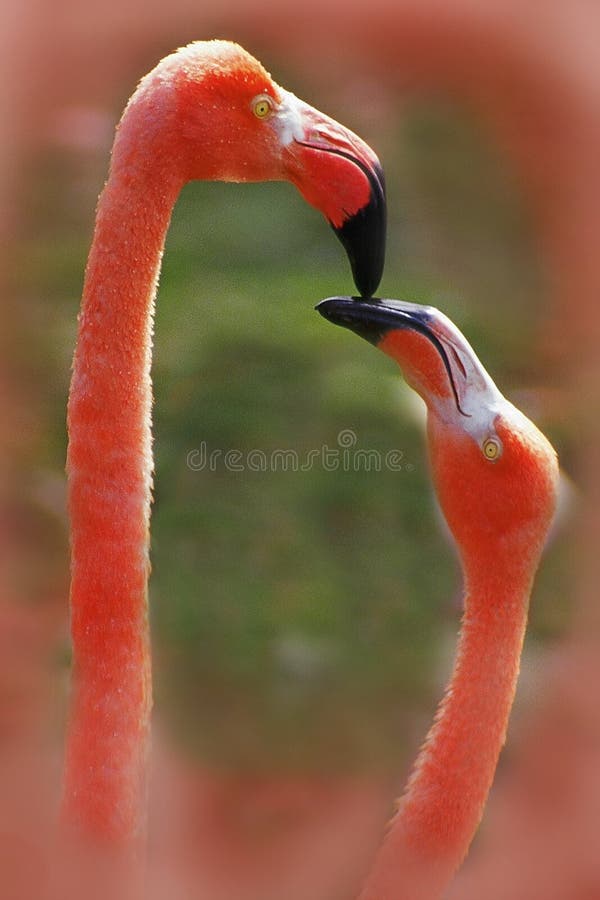 pássaros do amor do flamingo fotos de stock pássaros do amor do flamingo fotos de stock