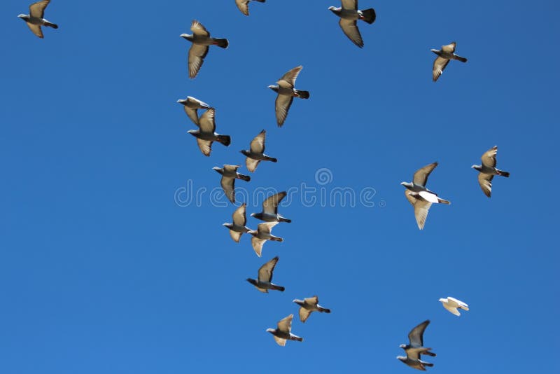 Pássaros em voo imagem de stock Pássaros em voo imagem de stock
