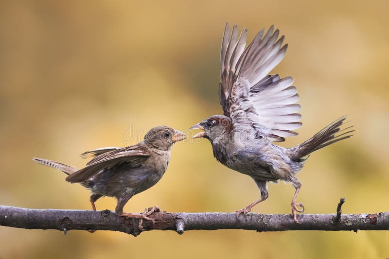 Pássaros irritados que lutam em um ramo de árvore com suas asas estendido