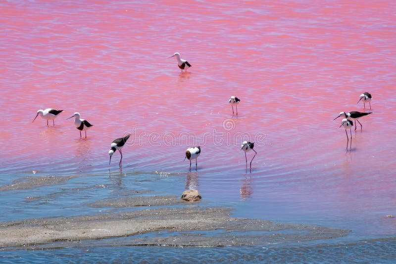 Pássaros pretos do pernas de pau da asa no lago cor-de-rosa na Austrália Ocidental imagens de stock royalty free Pássaros pretos do pernas de pau da asa no lago cor-de-rosa na Austrália Ocidental imagens de stock royalty free
