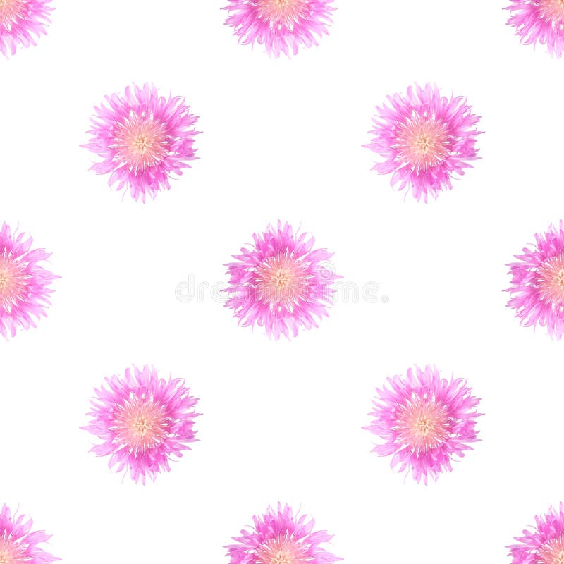Pâle - grands bleuets roses sur un fond d'isolement blanc image libre de droits Pâle - grands bleuets roses sur un fond d'isolement blanc image libre de droits