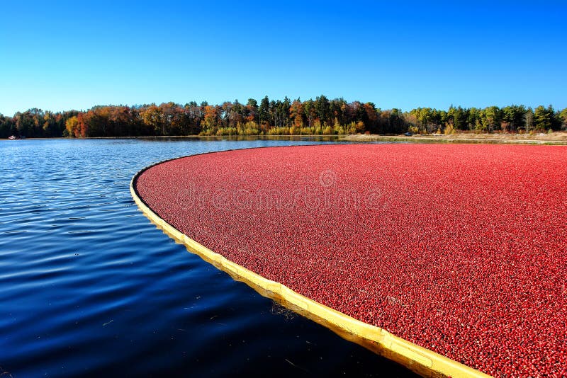 Pântano inundado da airela durante a colheita em New-jersey foto de stock royalty free Pântano inundado da airela durante a colheita em New-jersey foto de stock royalty free