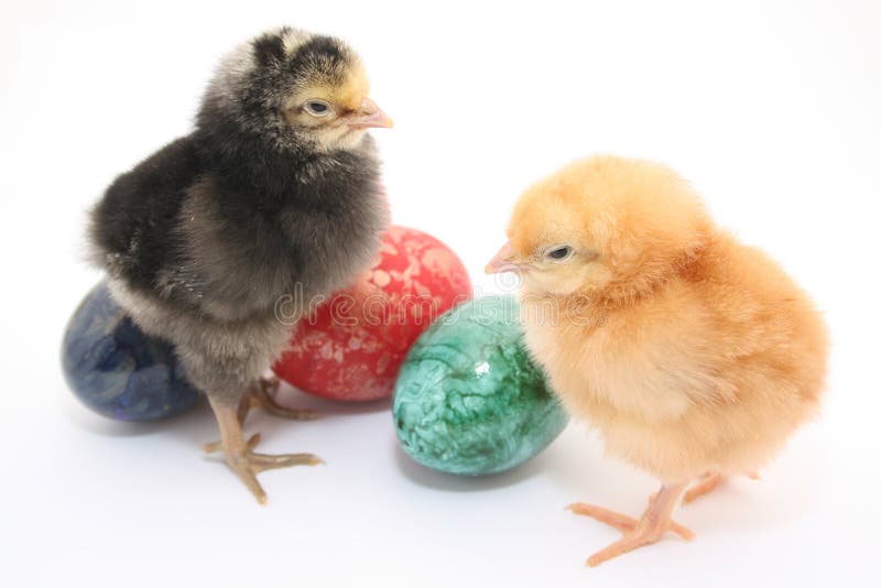 Easter colored eggs and baby chickens isolated on clear white background. Easter colored eggs and baby chickens isolated on clear white background.