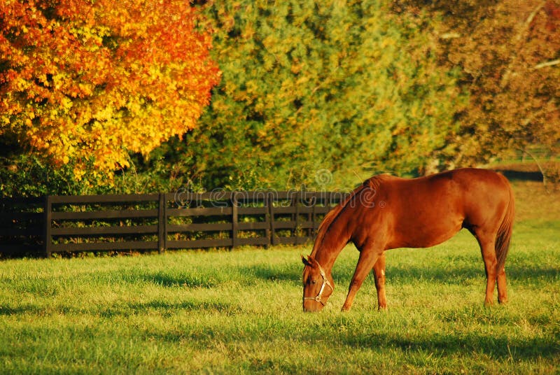 Pâturage d'automne images libres de droits Pâturage d'automne images libres de droits