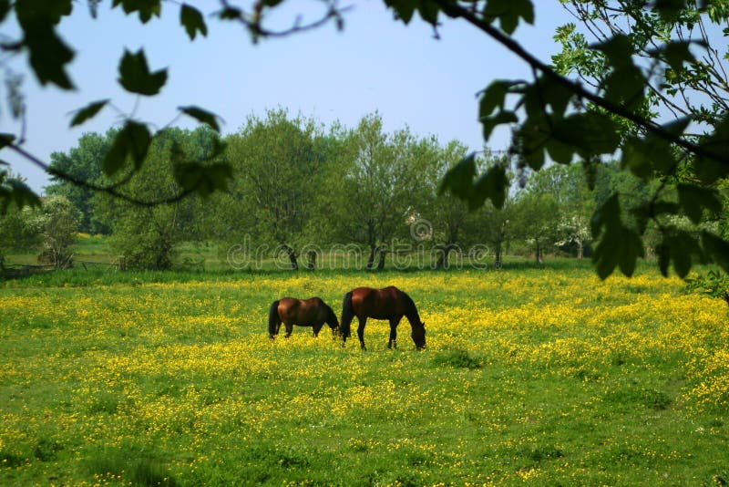 Pâturage de chevaux photographie stock libre de droits Pâturage de chevaux photographie stock libre de droits