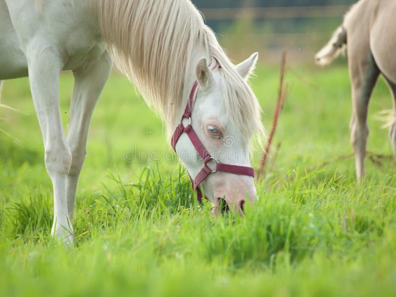 Grazing cremello welsh pony mare at pasture. Grazing cremello welsh pony mare at pasture.