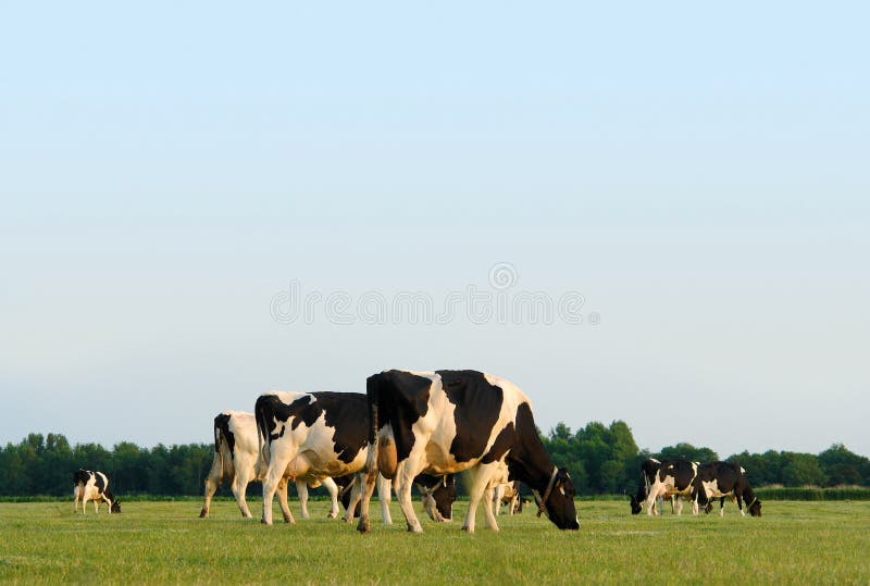 Herd of grazing cows in a flat Dutch landscape near sunset, with copyspace. Herd of grazing cows in a flat Dutch landscape near sunset, with copyspace.