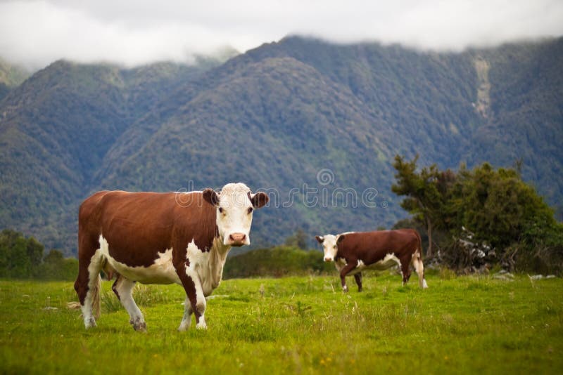 Grazing cows and rural landscape in Fox Glacier, West Coast, South Island, New Zealand. Grazing cows and rural landscape in Fox Glacier, West Coast, South Island, New Zealand