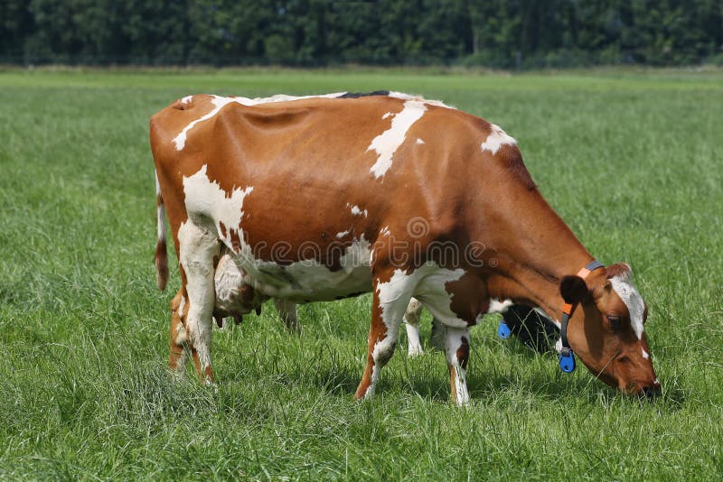 Pâturage des vaches laitières photographie stock libre de droits Pâturage des vaches laitières photographie stock libre de droits