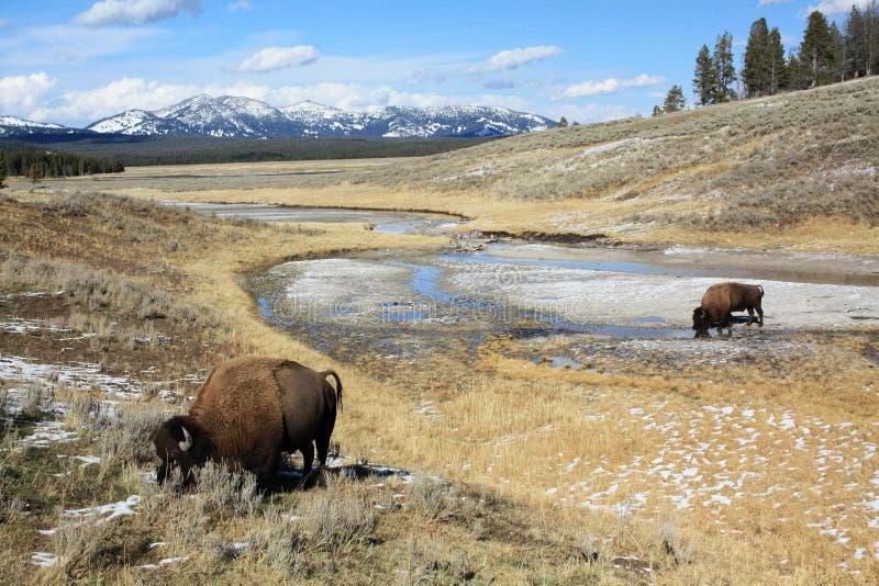 Pâturage du buffle en parc national de Yellowstone photos stock Pâturage du buffle en parc national de Yellowstone photos stock