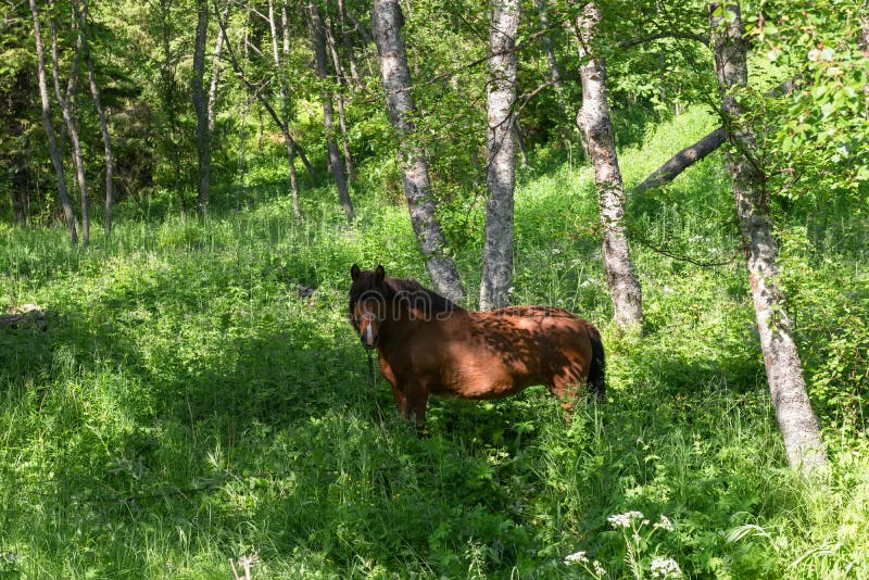 Pâturage libre de cheval photo stock Pâturage libre de cheval photo stock