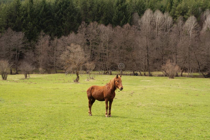 Pâturages verts des fermes de cheval Paysage d'été de pays photographie stock libre de droits Pâturages verts des fermes de cheval Paysage d'été de pays photographie stock libre de droits
