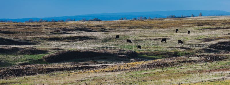 Pâturer du bétail sur une vaste prairie sous un ciel bleu. photos libres de droits