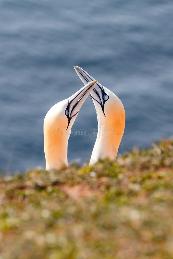 Północny gannet, Helgoland Niemcy obrazy stock Północny gannet, Helgoland Niemcy obrazy stock