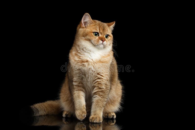 Päls- brittisk avelCat Gold Chinchilla Isolated Black bakgrund arkivfoton Päls- brittisk avelCat Gold Chinchilla Isolated Black bakgrund arkivfoton