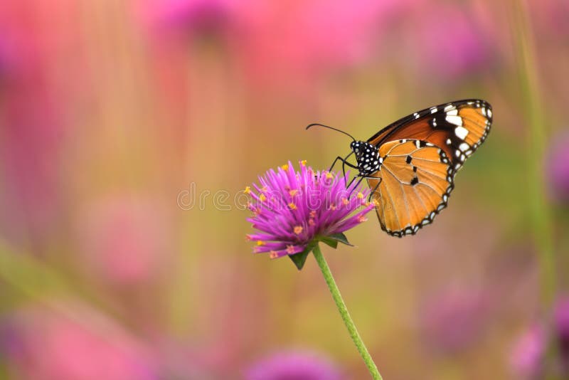 Pärl- evigt för fjäril och för blomma i trädgården fotografering för bildbyråer Pärl- evigt för fjäril och för blomma i trädgården fotografering för bildbyråer