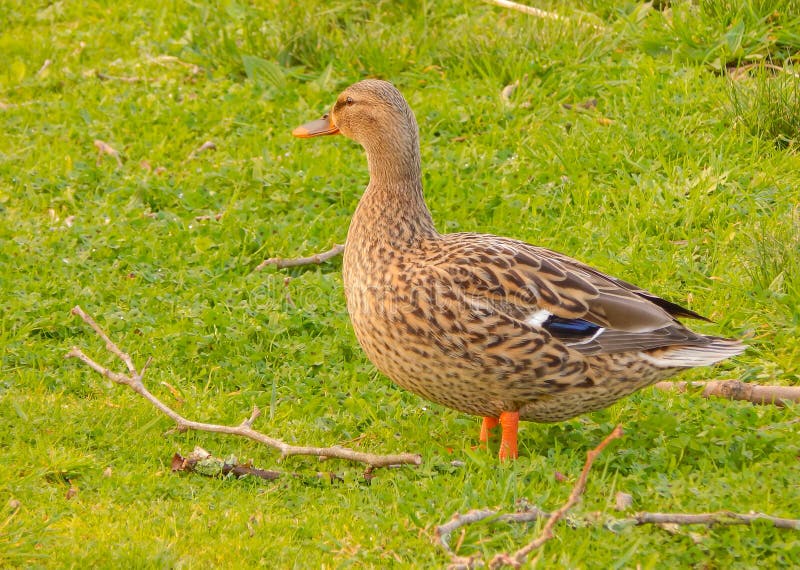 And på det gröna gräset arkivbilder And på det gröna gräset arkivbilder