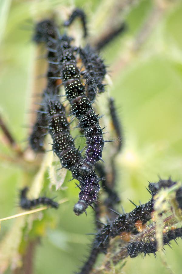 Påfågelfjäril Caterpillar arkivbilder Påfågelfjäril Caterpillar arkivbilder