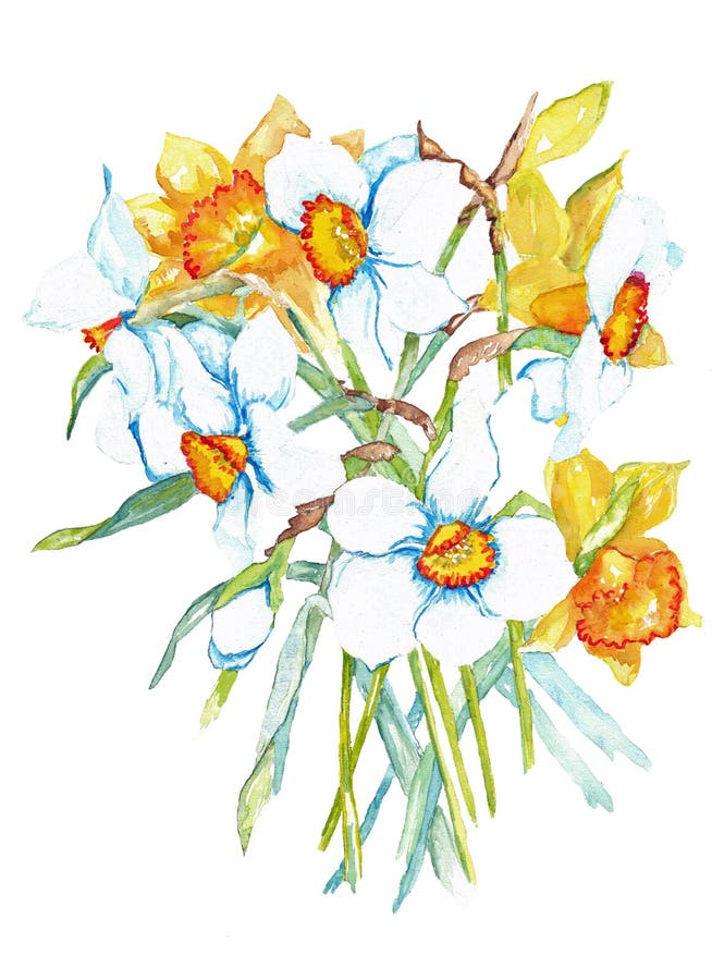 Påsklilja- och jonkillblommavattenfärg vektor illustrationer Påsklilja- och jonkillblommavattenfärg vektor illustrationer
