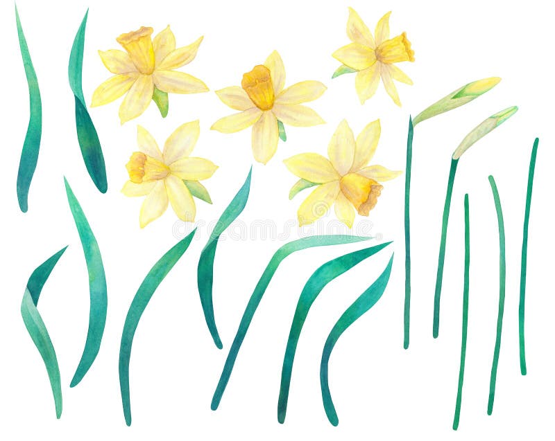 Påskliljor eller pingstlilja Gulingblommor och sidor stor samling Dragen illustration för vattenfärg hand Isolerat på vit royaltyfri illustrationer Påskliljor eller pingstlilja Gulingblommor och sidor stor samling Dragen illustration för vattenfärg hand Isolerat på vit royaltyfri illustrationer