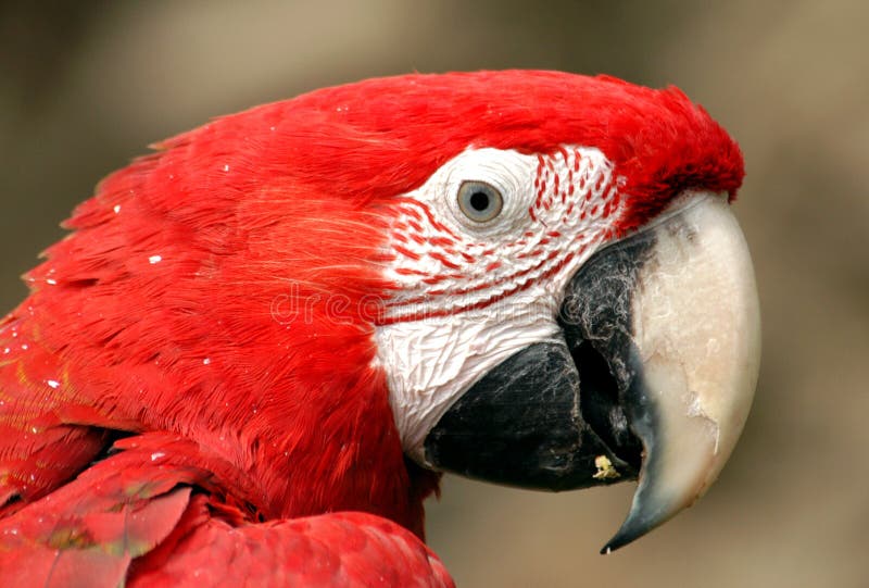 Påskyndad grön macaw arkivbilder