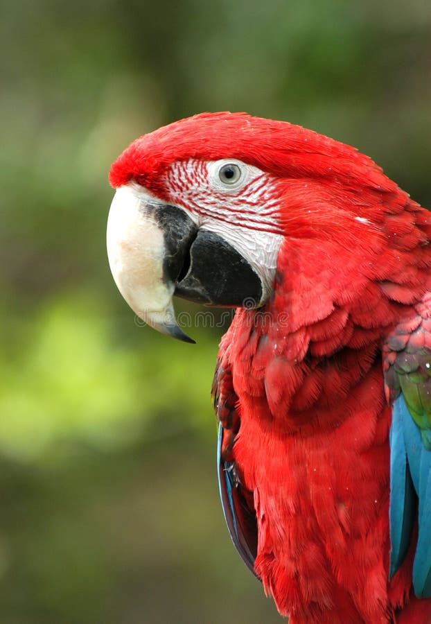 Påskyndad grön macaw royaltyfri bild
