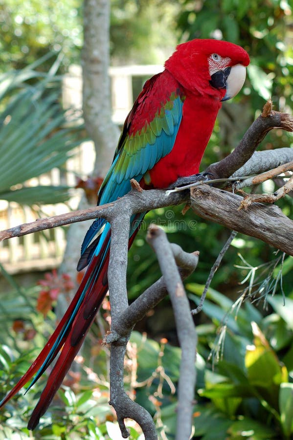 Påskyndad grön macaw royaltyfri fotografi