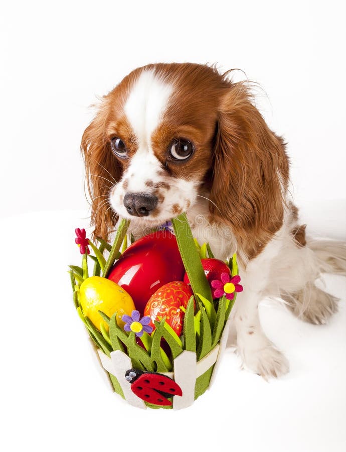 Påskägg i korg med den easter hunden lyckliga easter Stolt spaniel för konung som charles rymmer korgen för easter ägg på isolera arkivfoton Påskägg i korg med den easter hunden lyckliga easter Stolt spaniel för konung som charles rymmer korgen för easter ägg på isolera arkivfoton