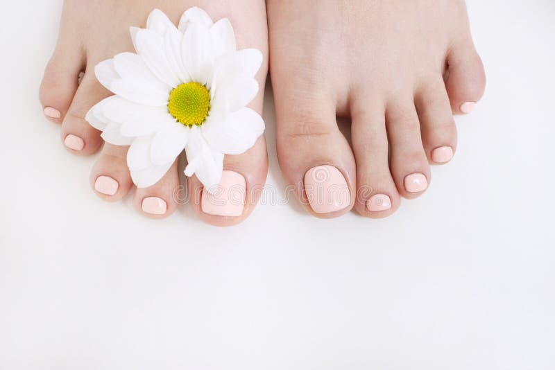 Perfect nude pedicure on white background and spring flower. Female feet top view with free space. Result of spa salon procedure. Perfect nude pedicure on white background and spring flower. Female feet top view with free space. Result of spa salon procedure