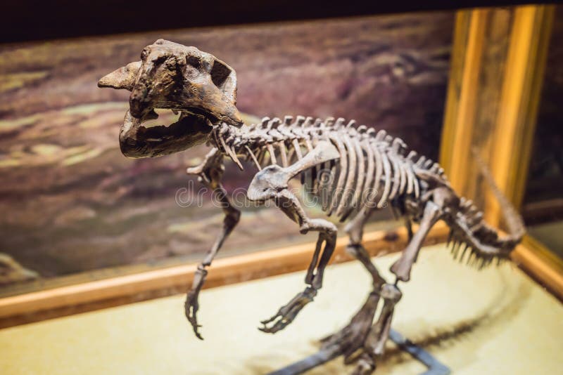 Pékin Chine, le 16 octobre 2018 : Squelette de dinosaure, rex de tyrannosaure dans la lumière dramatique photographie stock libre de droits Pékin Chine, le 16 octobre 2018 : Squelette de dinosaure, rex de tyrannosaure dans la lumière dramatique photographie stock libre de droits