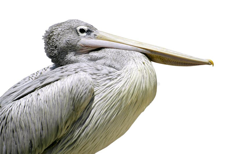Pélican d'isolement de Dalmate de verticale image stock
