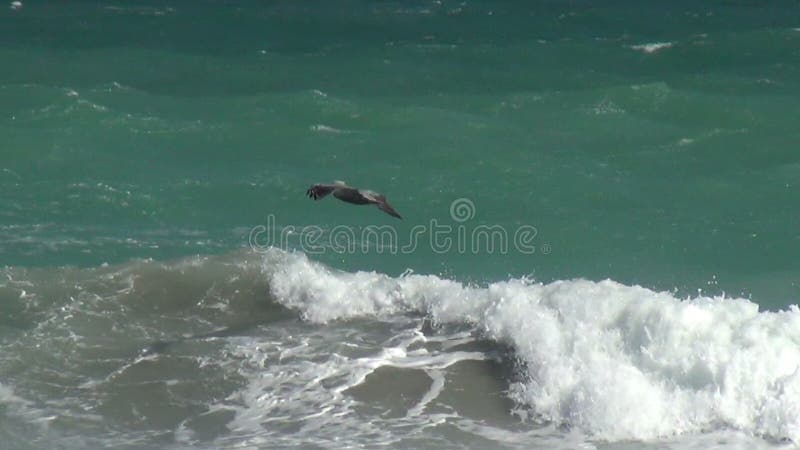 Pélican volant au-dessus des vagues