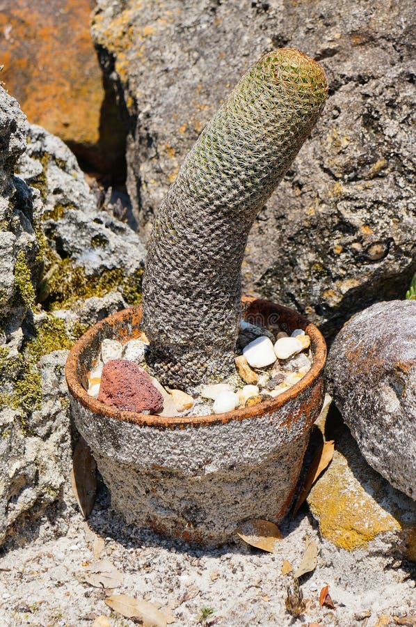 Pénis (coq) comme le cactus (mamillosa d'Echinopsis) la Floride rentrée image libre de droits Pénis (coq) comme le cactus (mamillosa d'Echinopsis) la Floride rentrée image libre de droits