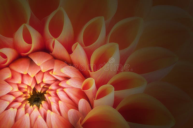 Pétalas alaranjadas, fim ascendente e macro da flor do crisântemo, fundo abstrato bonito fotos de stock Pétalas alaranjadas, fim ascendente e macro da flor do crisântemo, fundo abstrato bonito fotos de stock