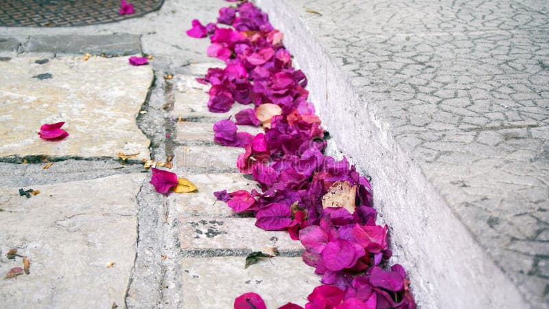 Pétalas caídas fotografia de stock royalty free