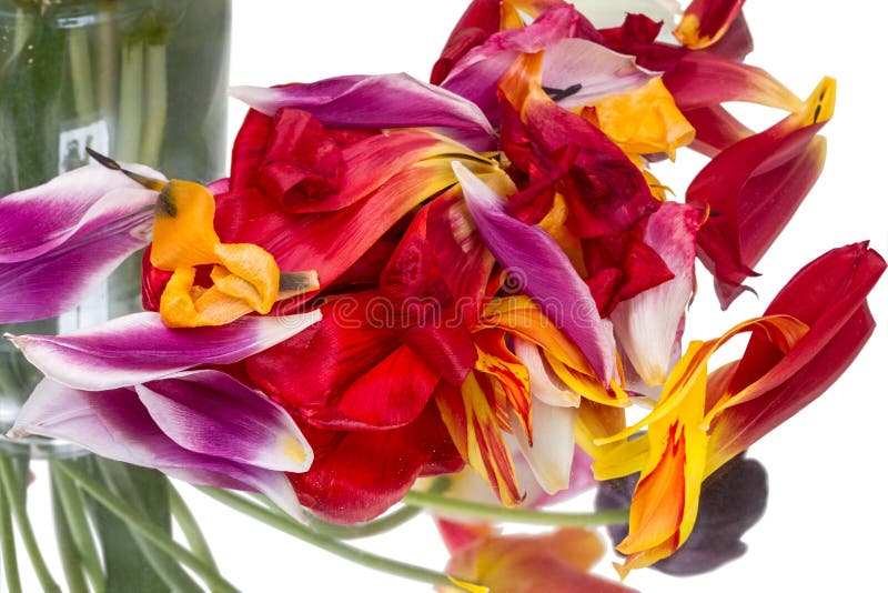 Pétalas caídas de uma tulipa fotos de stock