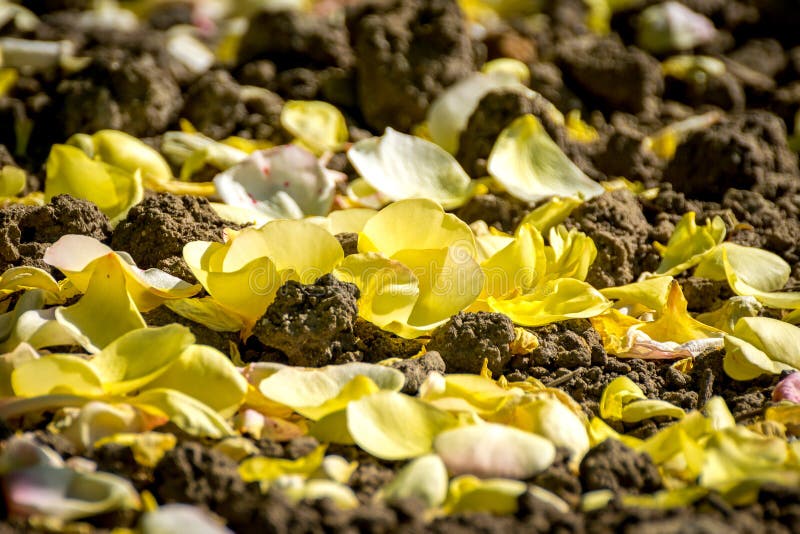 Pétalas caídas rosa do amarelo fotografia de stock royalty free