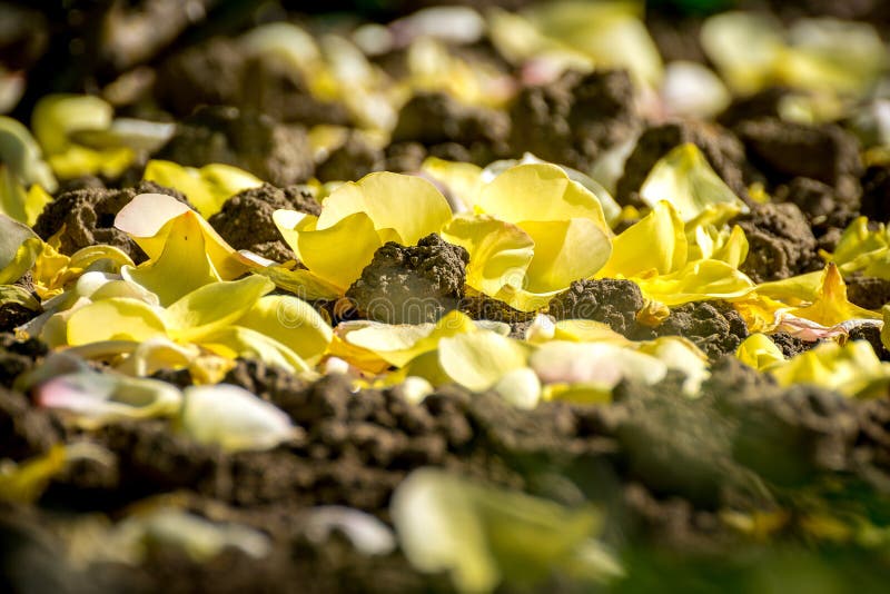 Pétalas caídas rosa do amarelo fotografia de stock