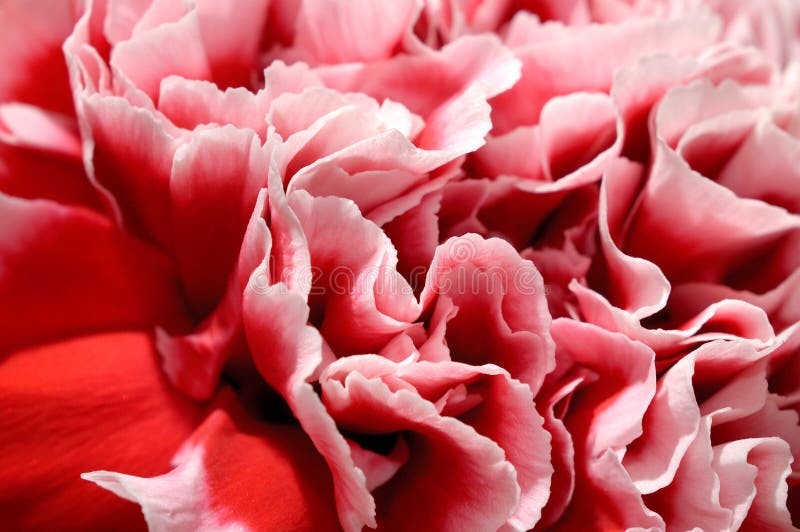 Pétalas cor-de-rosa da flor do peony imagens de stock Pétalas cor-de-rosa da flor do peony imagens de stock